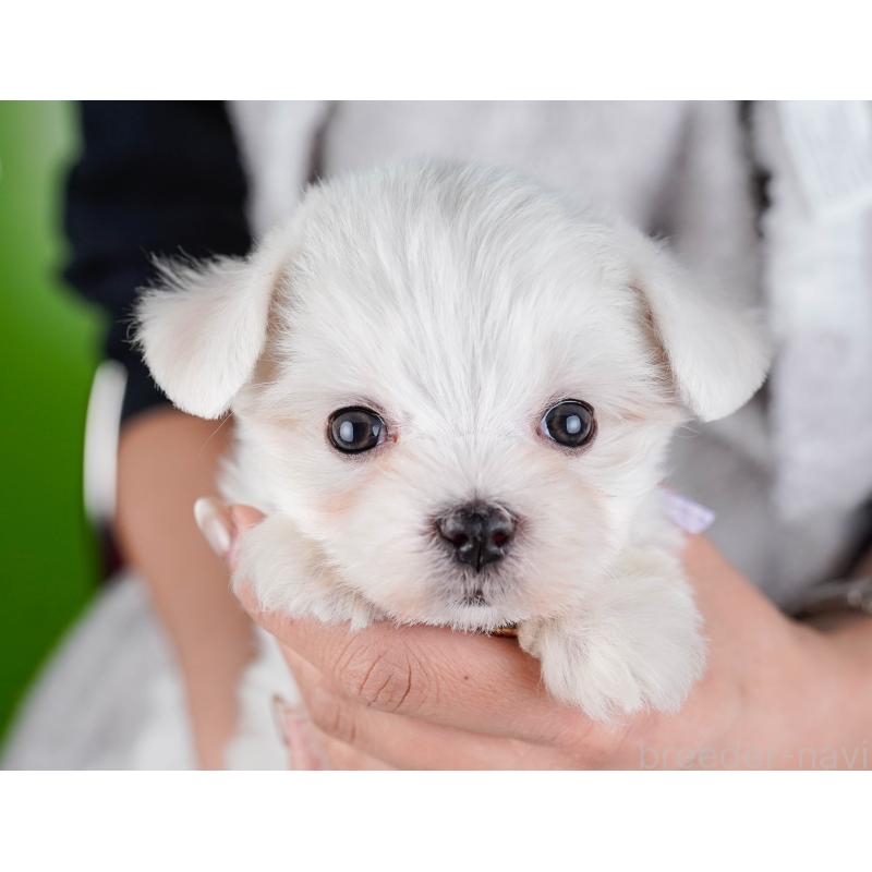 販売中の神奈川県のマルチーズ-443879の6枚目