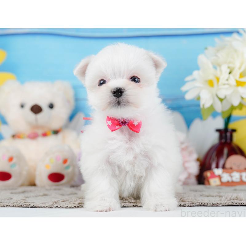 販売中の神奈川県のマルチーズ-443836の13枚目