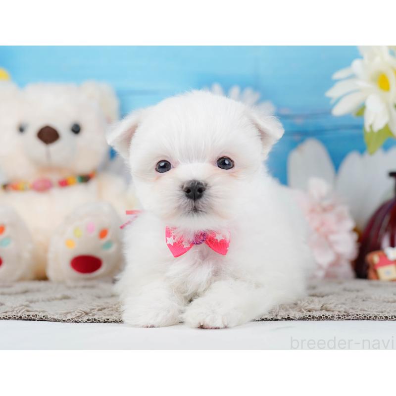 販売中の神奈川県のマルチーズ-443836の12枚目