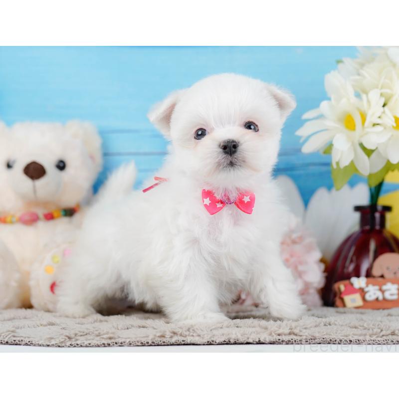 販売中の神奈川県のマルチーズ-443836の11枚目