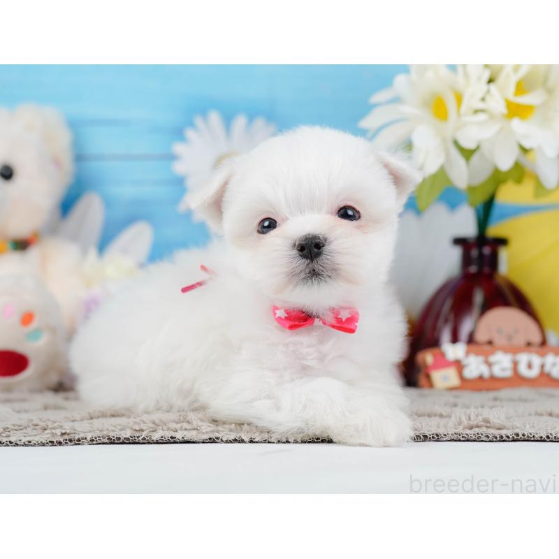 販売中の神奈川県のマルチーズ-443836の10枚目