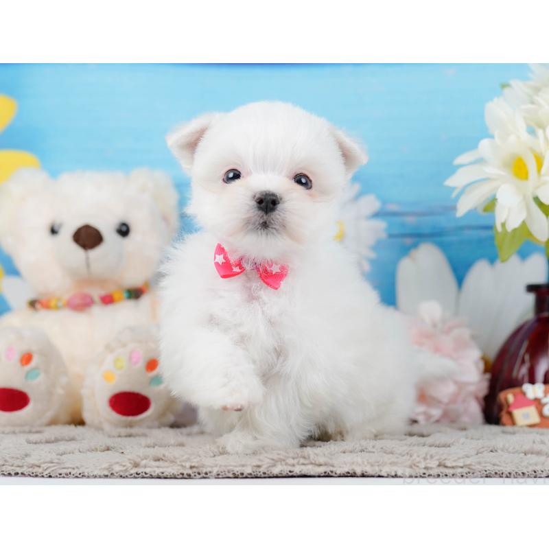 販売中の神奈川県のマルチーズ-443836の9枚目