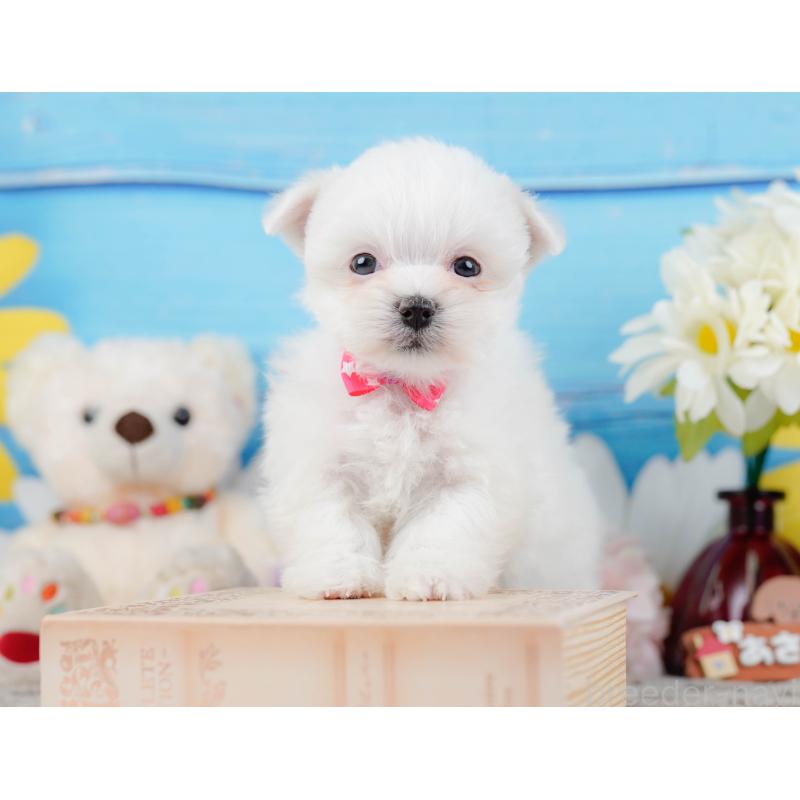 販売中の神奈川県のマルチーズ-443836の8枚目