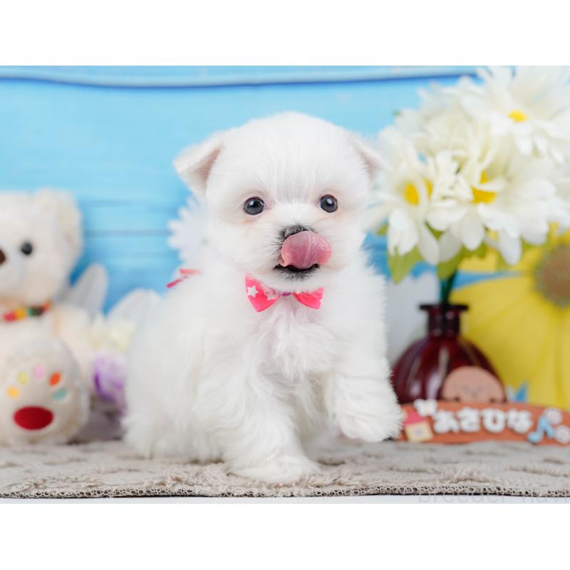 販売中の神奈川県のマルチーズ-443836の7枚目