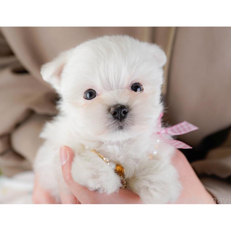 販売中の神奈川県のマルチーズ-443836の6枚目