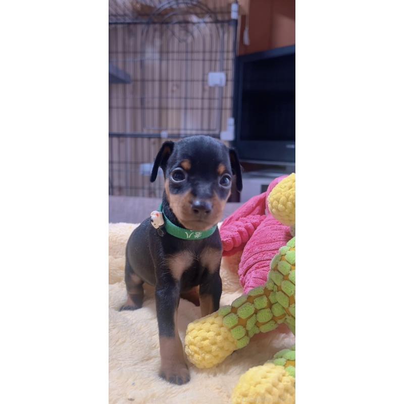 販売中の岐阜県のミニチュアピンシャー(ミニピン)-443439の5枚目