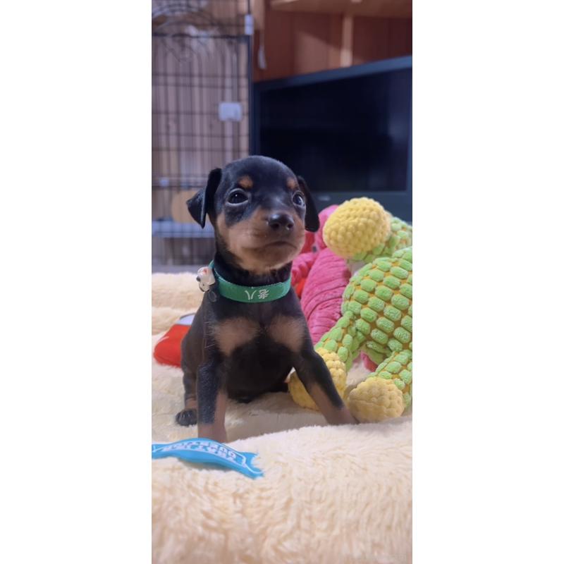 販売中の岐阜県のミニチュアピンシャー(ミニピン)-443439の3枚目