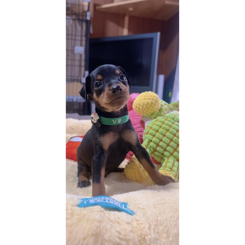 販売中の岐阜県のミニチュアピンシャー(ミニピン)-443439の2枚目