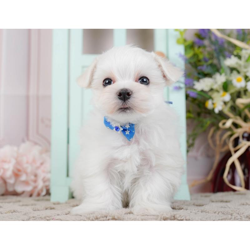 販売中の神奈川県のマルチーズ-443840の13枚目