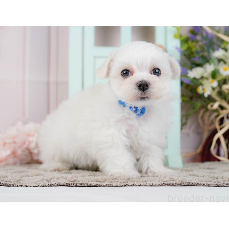 販売中の神奈川県のマルチーズ-443840の12枚目