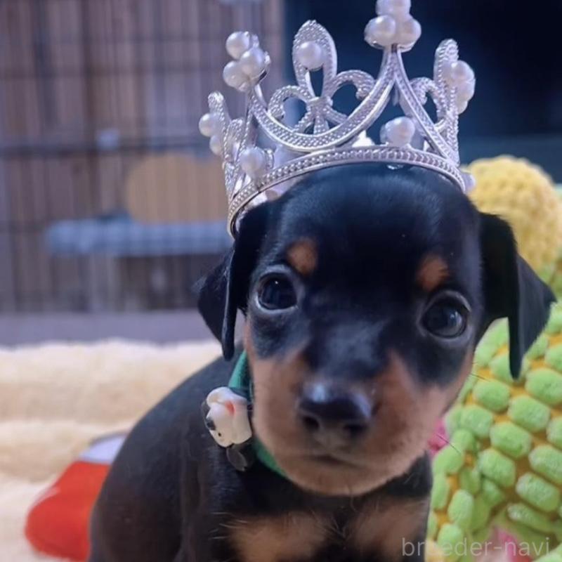 販売中の岐阜県のミニチュアピンシャー(ミニピン)-443439