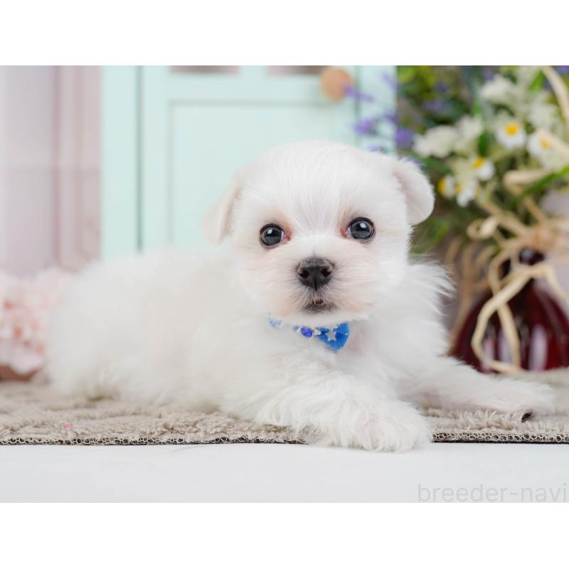 販売中の神奈川県のマルチーズ-443840の11枚目