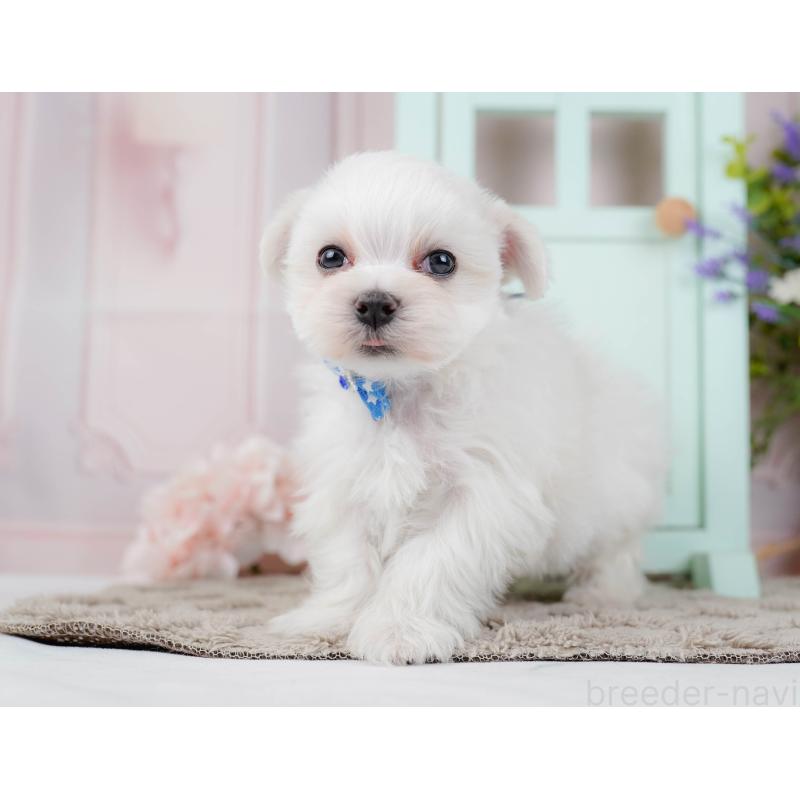 販売中の神奈川県のマルチーズ-443840の10枚目