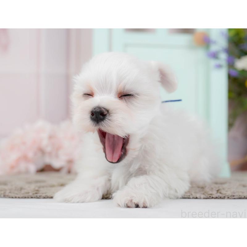 販売中の神奈川県のマルチーズ-443840の8枚目