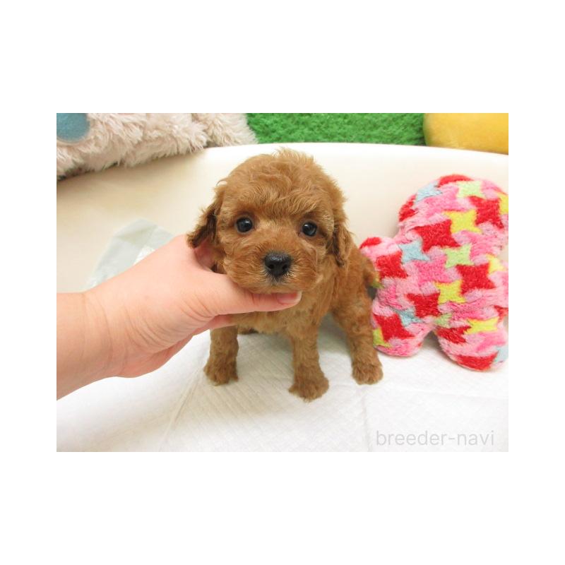 販売中の大阪府のトイプードル-443440の2枚目
