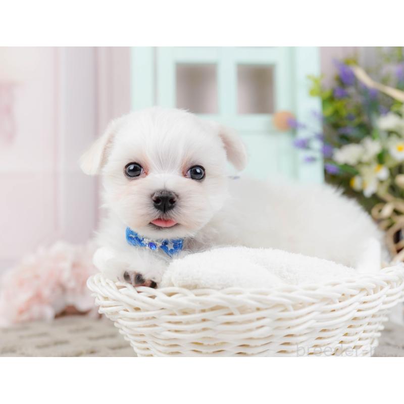 販売中の神奈川県のマルチーズ-443840の7枚目