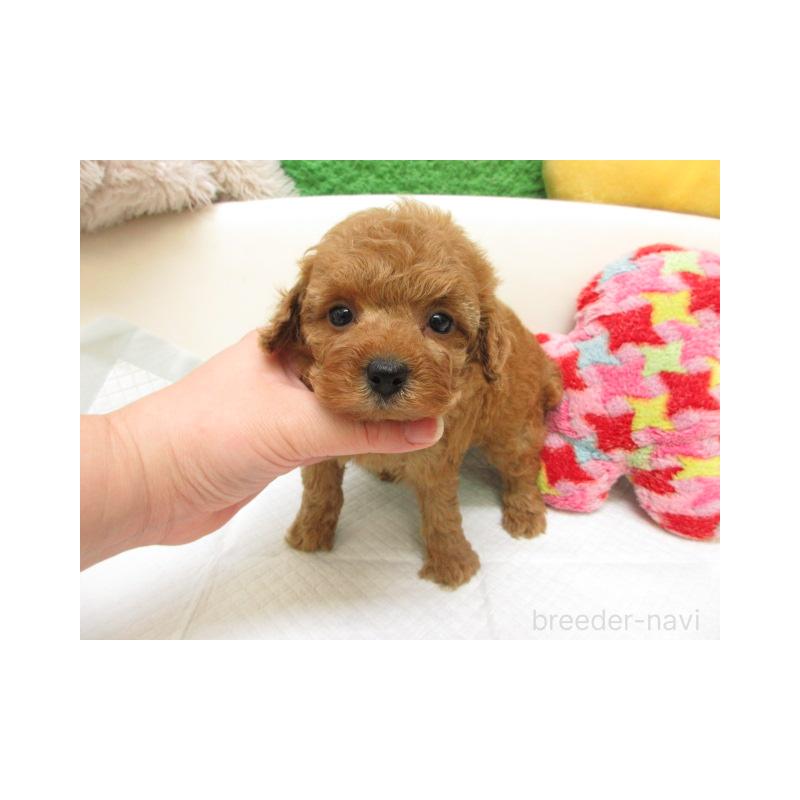 販売中の大阪府のトイプードル-443440