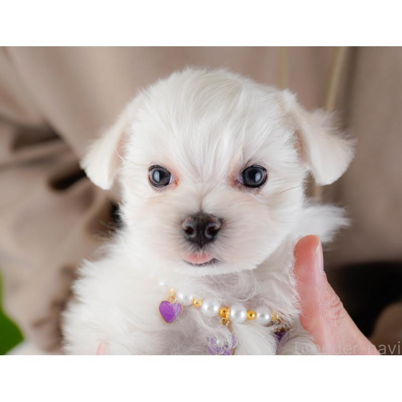 販売中の神奈川県のマルチーズ-443840の6枚目