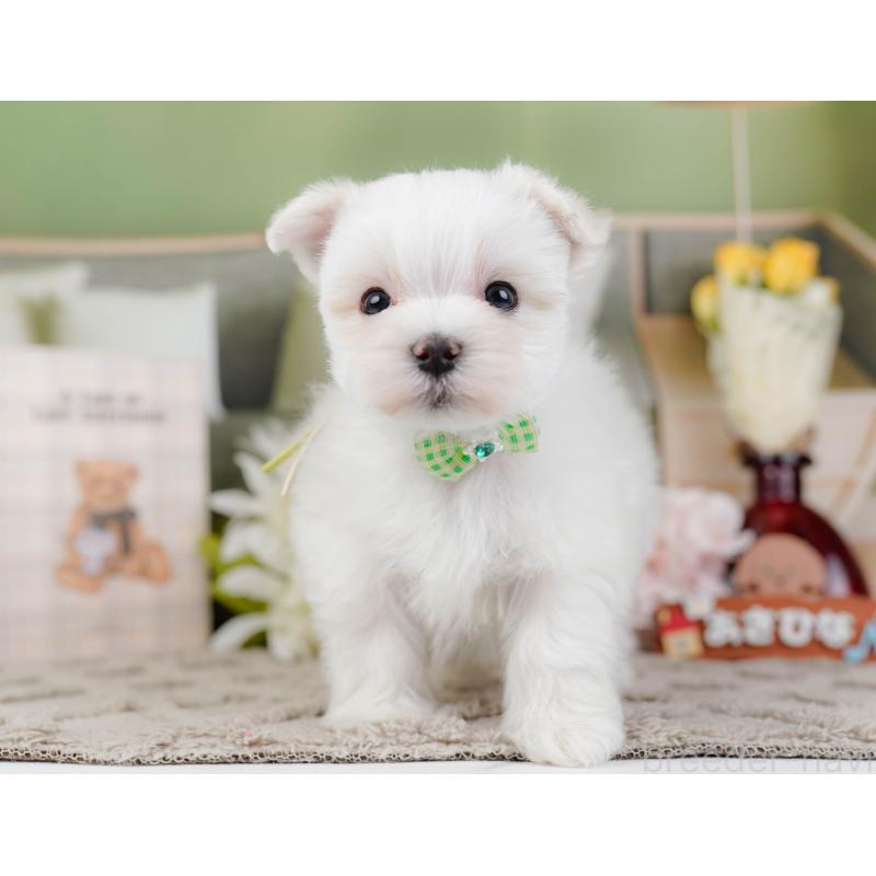 販売中の神奈川県のマルチーズ-443855の13枚目