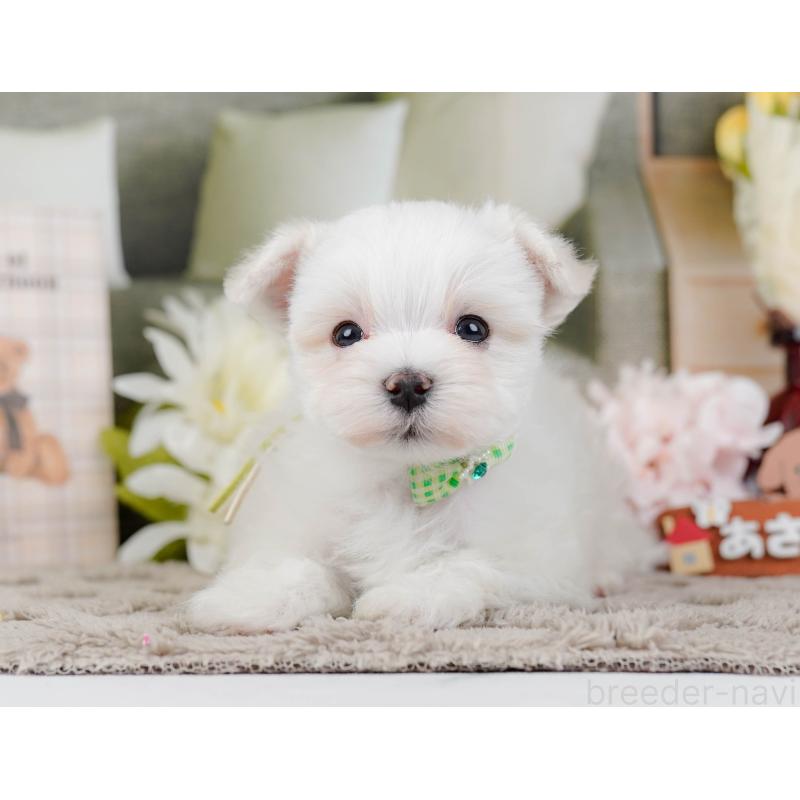 販売中の神奈川県のマルチーズ-443855の12枚目