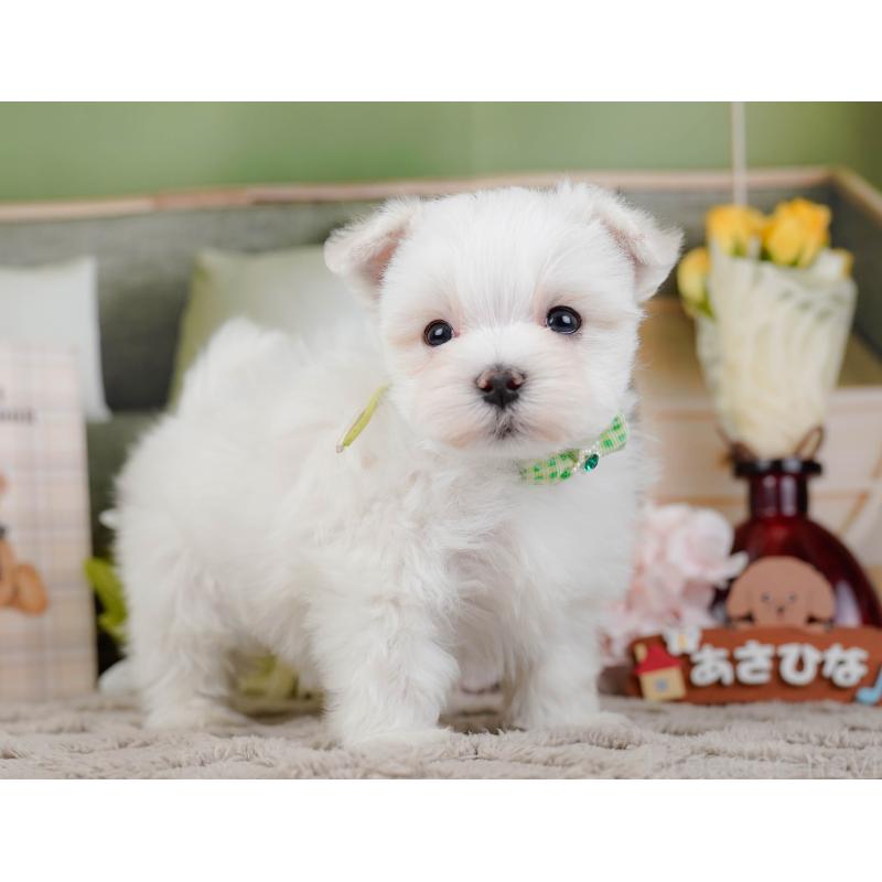 販売中の神奈川県のマルチーズ-443855の11枚目