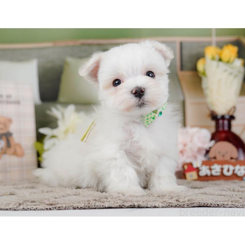 販売中の神奈川県のマルチーズ-443855の10枚目