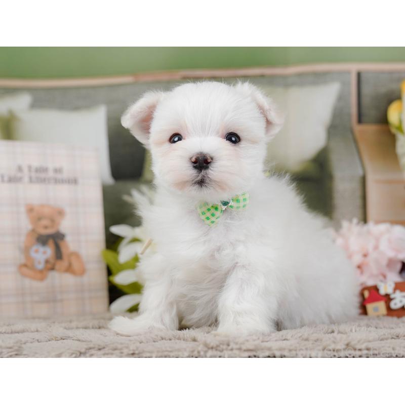 販売中の神奈川県のマルチーズ-443855の9枚目