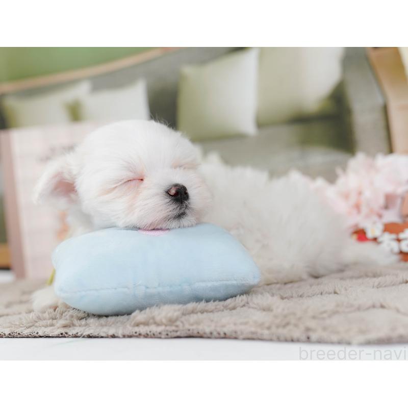 販売中の神奈川県のマルチーズ-443855の7枚目