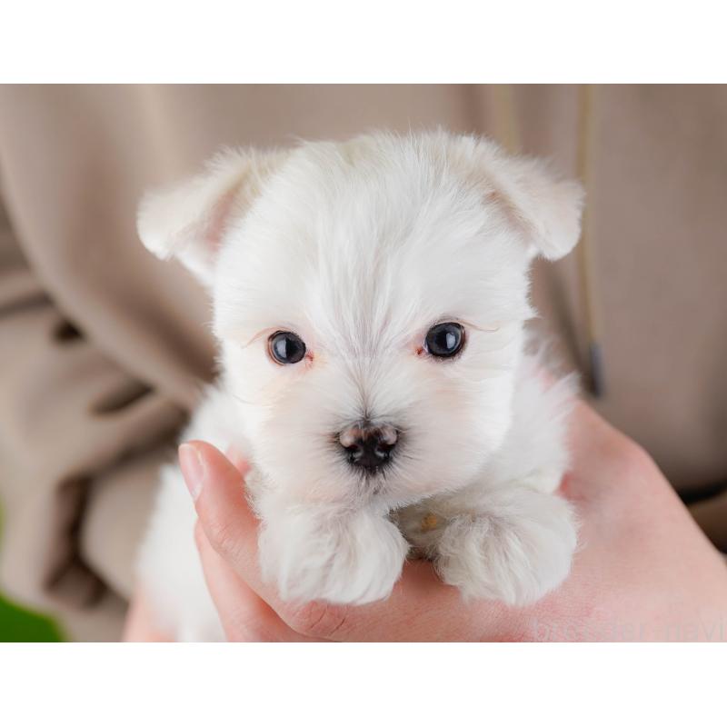 販売中の神奈川県のマルチーズ-443855の6枚目