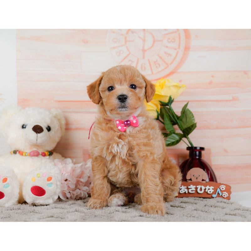 販売中の神奈川県のビションプー:ビションフリーゼ×トイプードル-443821の13枚目