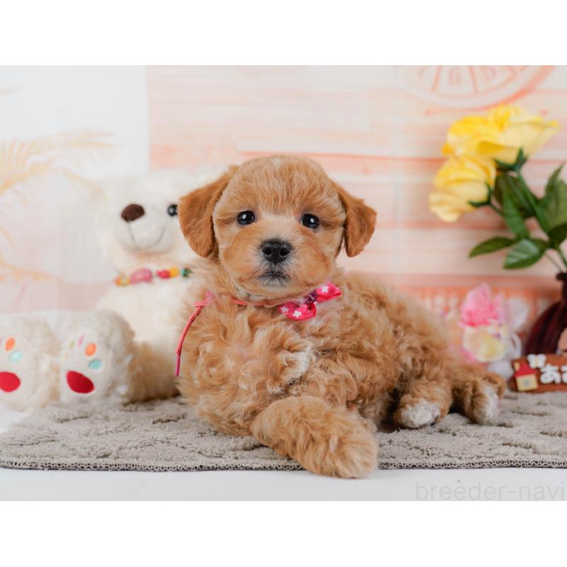 販売中の神奈川県のビションプー:ビションフリーゼ×トイプードル-443821の12枚目