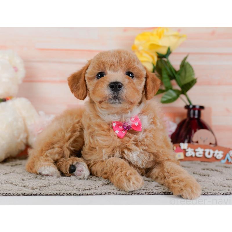 販売中の神奈川県のビションプー:ビションフリーゼ×トイプードル-443821の10枚目