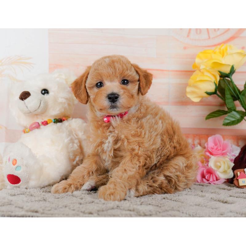 販売中の神奈川県のビションプー:ビションフリーゼ×トイプードル-443821の9枚目