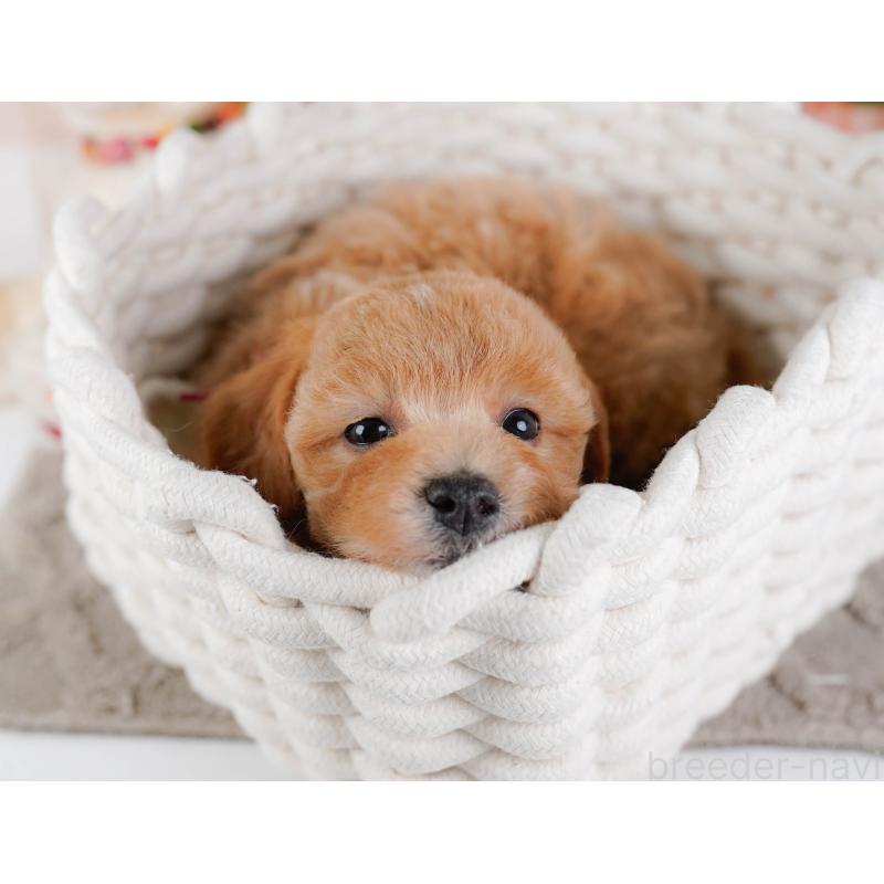 販売中の神奈川県のビションプー:ビションフリーゼ×トイプードル-443821の7枚目