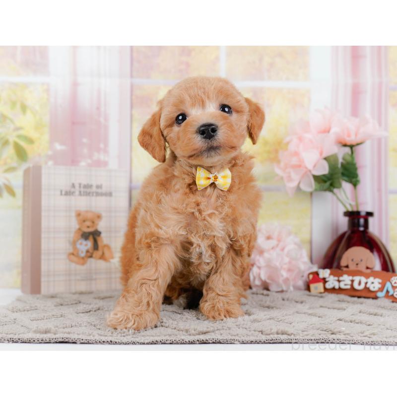 販売中の神奈川県のビションプー:ビションフリーゼ×トイプードル-443824の13枚目