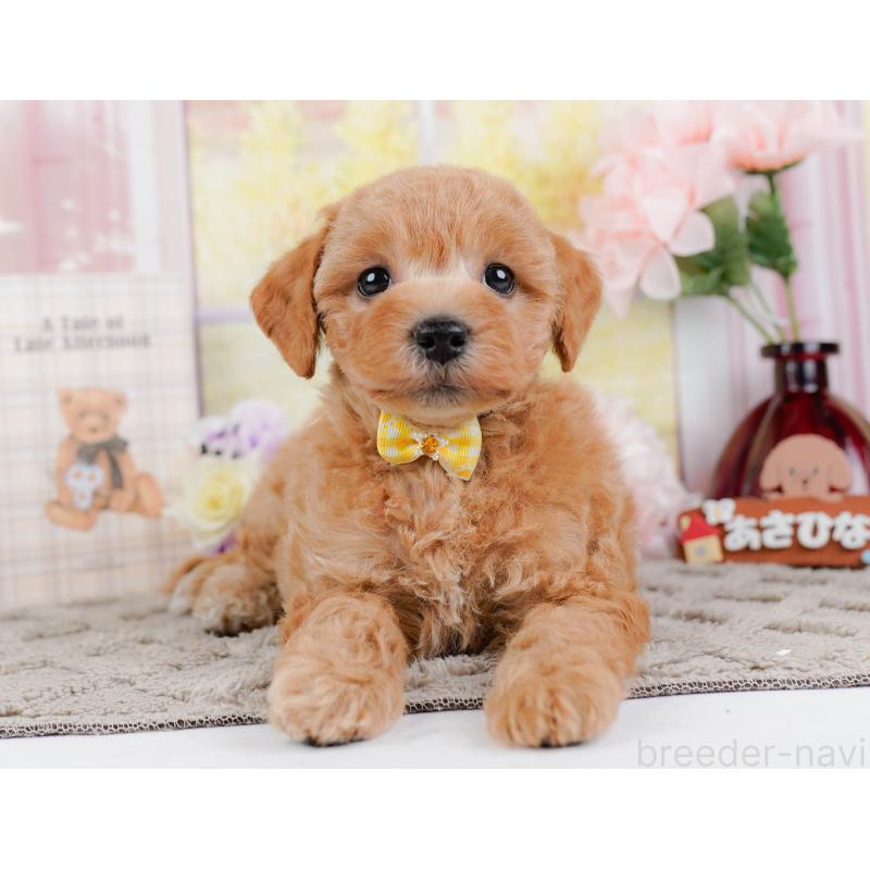 販売中の神奈川県のビションプー:ビションフリーゼ×トイプードル-443824の12枚目