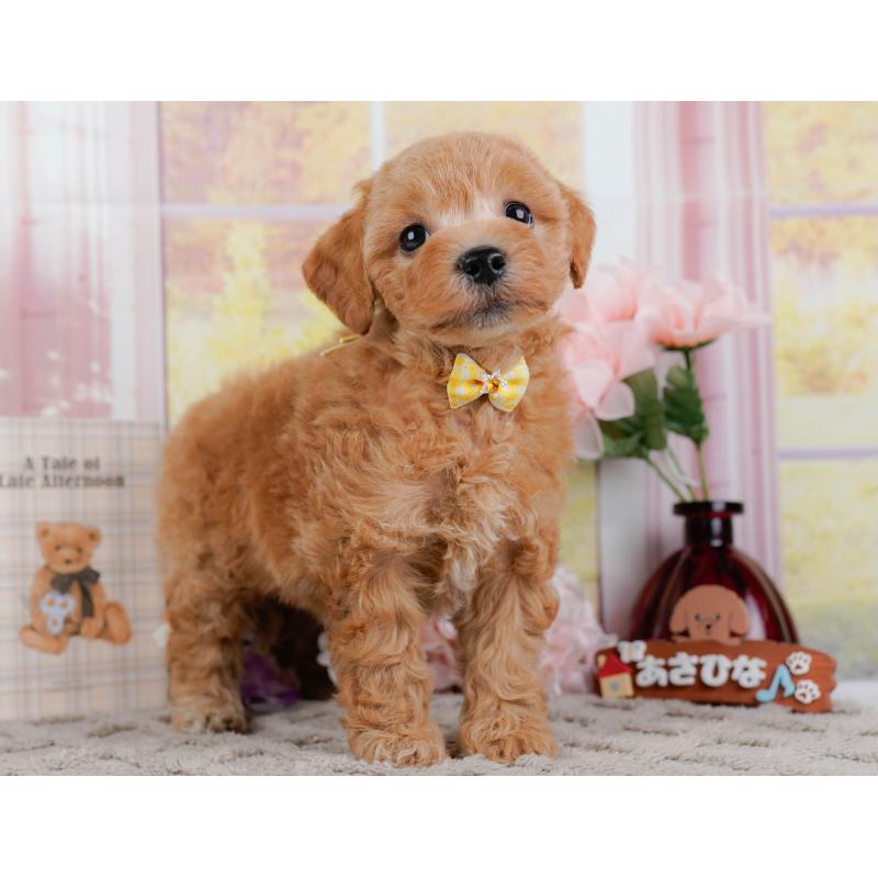 販売中の神奈川県のビションプー:ビションフリーゼ×トイプードル-443824の11枚目