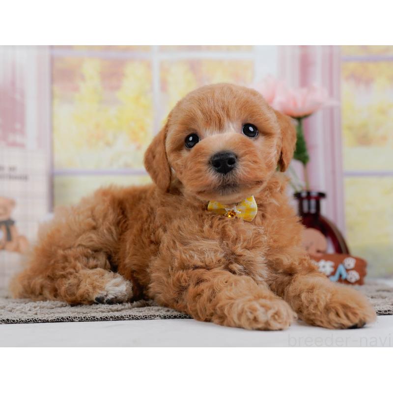 販売中の神奈川県のビションプー:ビションフリーゼ×トイプードル-443824の10枚目