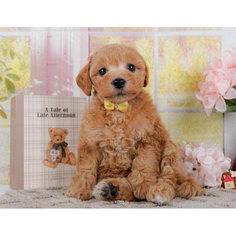 販売中の神奈川県のビションプー:ビションフリーゼ×トイプードル-443824の9枚目