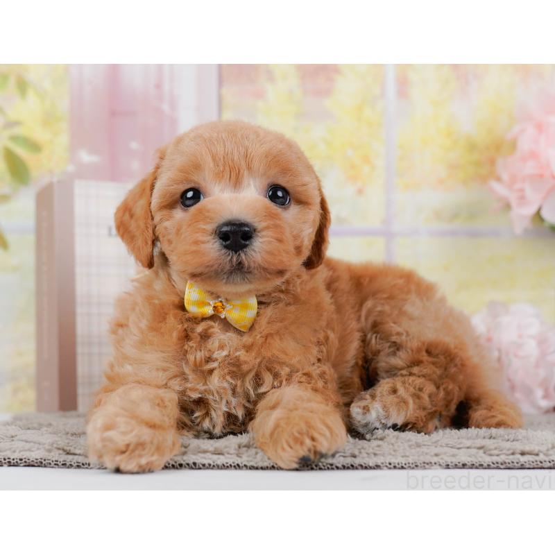 販売中の神奈川県のビションプー:ビションフリーゼ×トイプードル-443824の8枚目