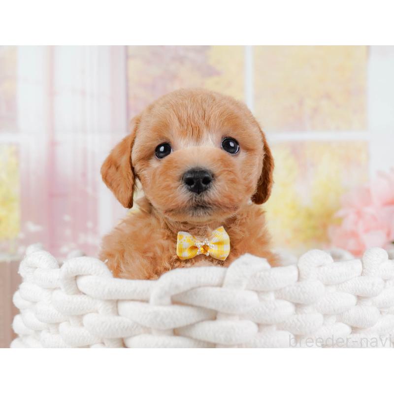 販売中の神奈川県のビションプー:ビションフリーゼ×トイプードル-443824の7枚目