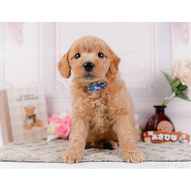 販売中の神奈川県のビションプー:ビションフリーゼ×トイプードル-443827の13枚目