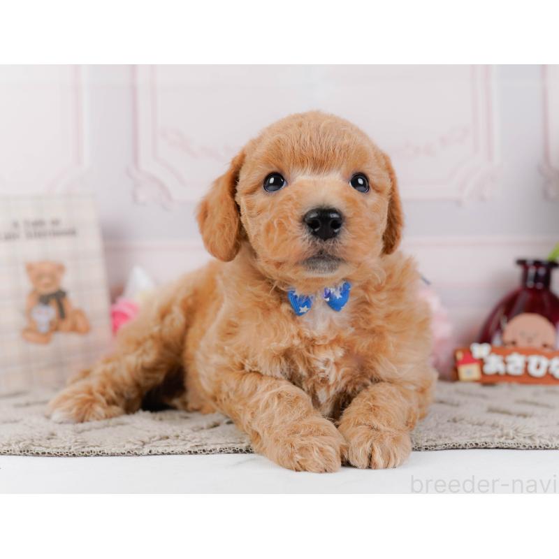 販売中の神奈川県のビションプー:ビションフリーゼ×トイプードル-443827の12枚目