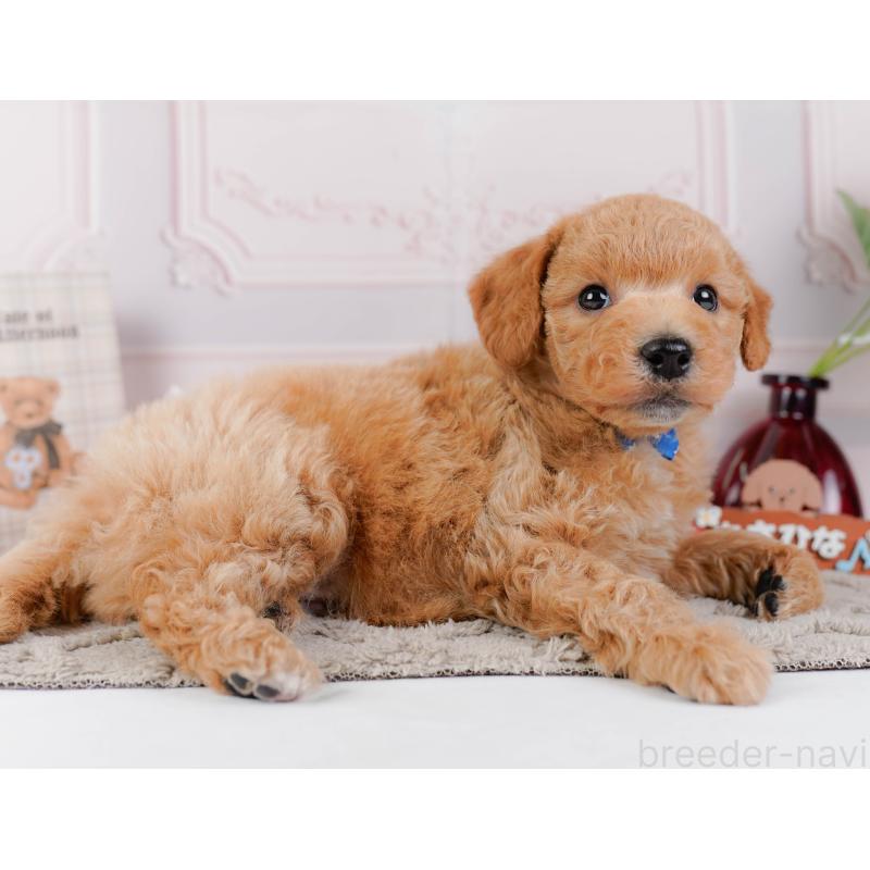 販売中の神奈川県のビションプー:ビションフリーゼ×トイプードル-443827の11枚目