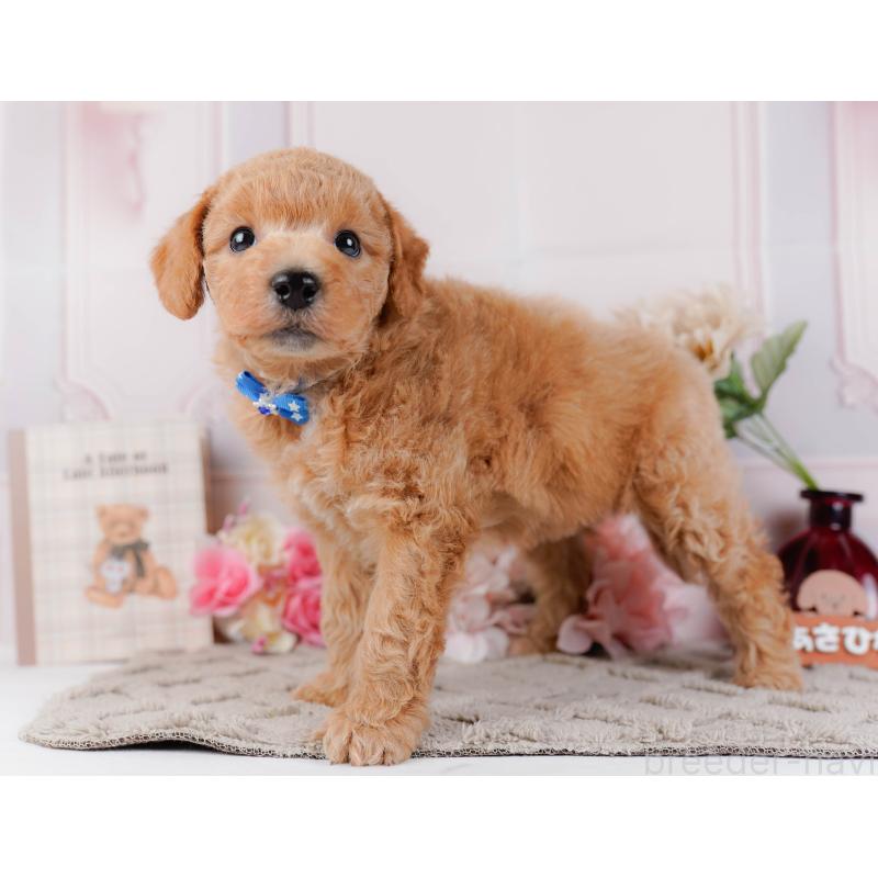 販売中の神奈川県のビションプー:ビションフリーゼ×トイプードル-443827の10枚目