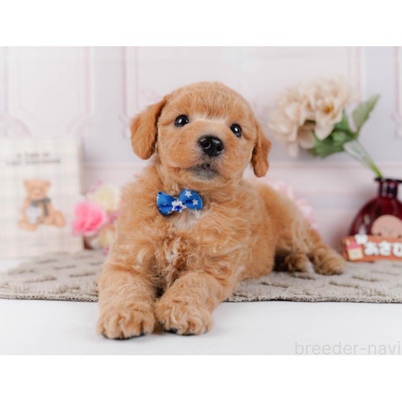 販売中の神奈川県のビションプー:ビションフリーゼ×トイプードル-443827の9枚目