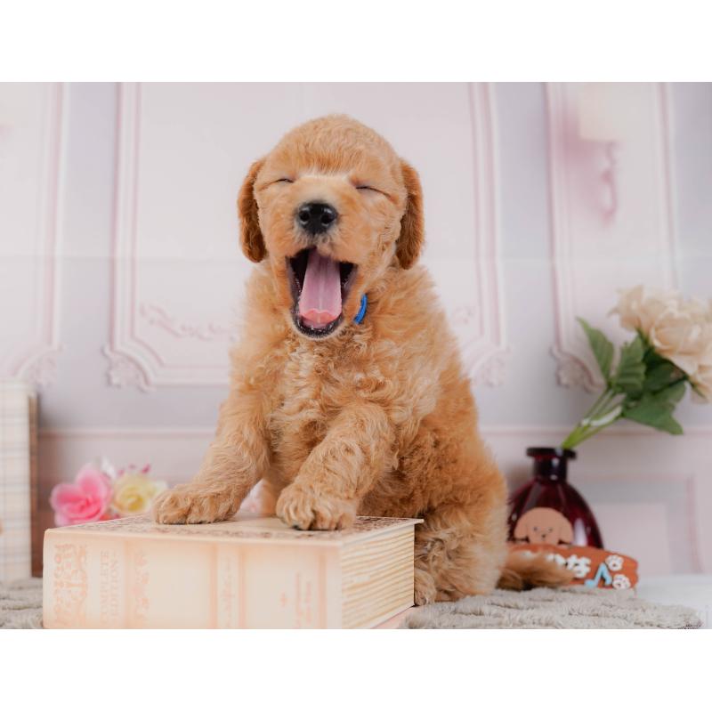 販売中の神奈川県のビションプー:ビションフリーゼ×トイプードル-443827の8枚目