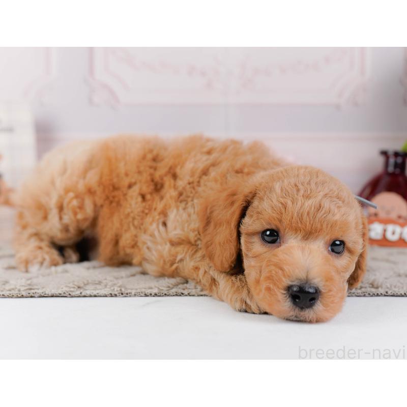 販売中の神奈川県のビションプー:ビションフリーゼ×トイプードル-443827の7枚目