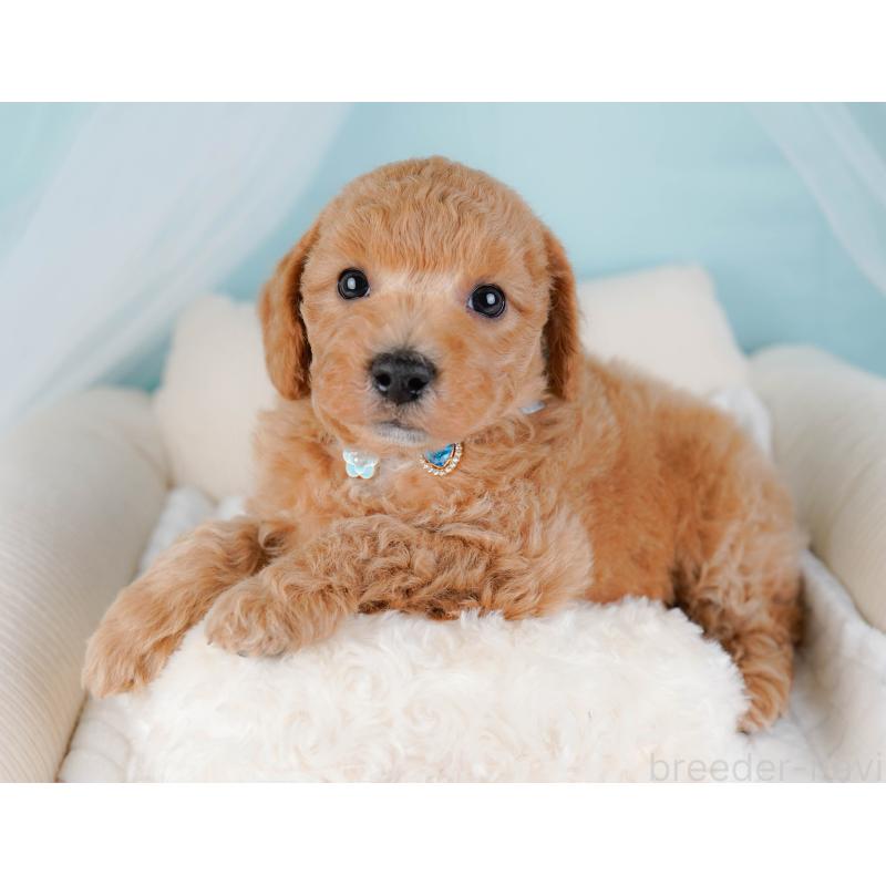 販売中の神奈川県のビションプー:ビションフリーゼ×トイプードル-443827の6枚目