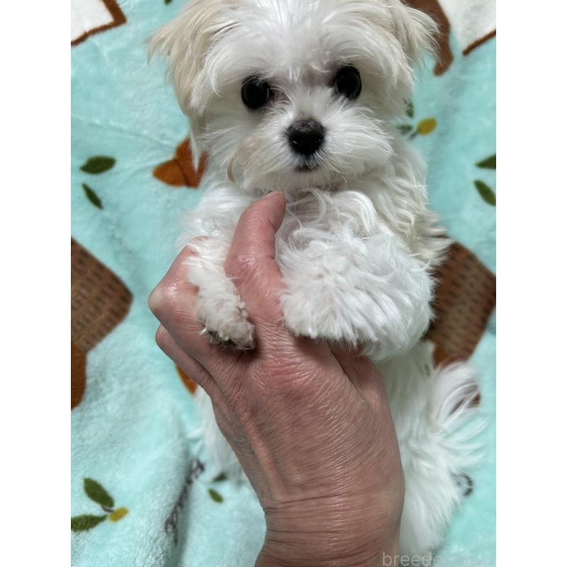 販売中の奈良県のマルチーズ-435743の5枚目